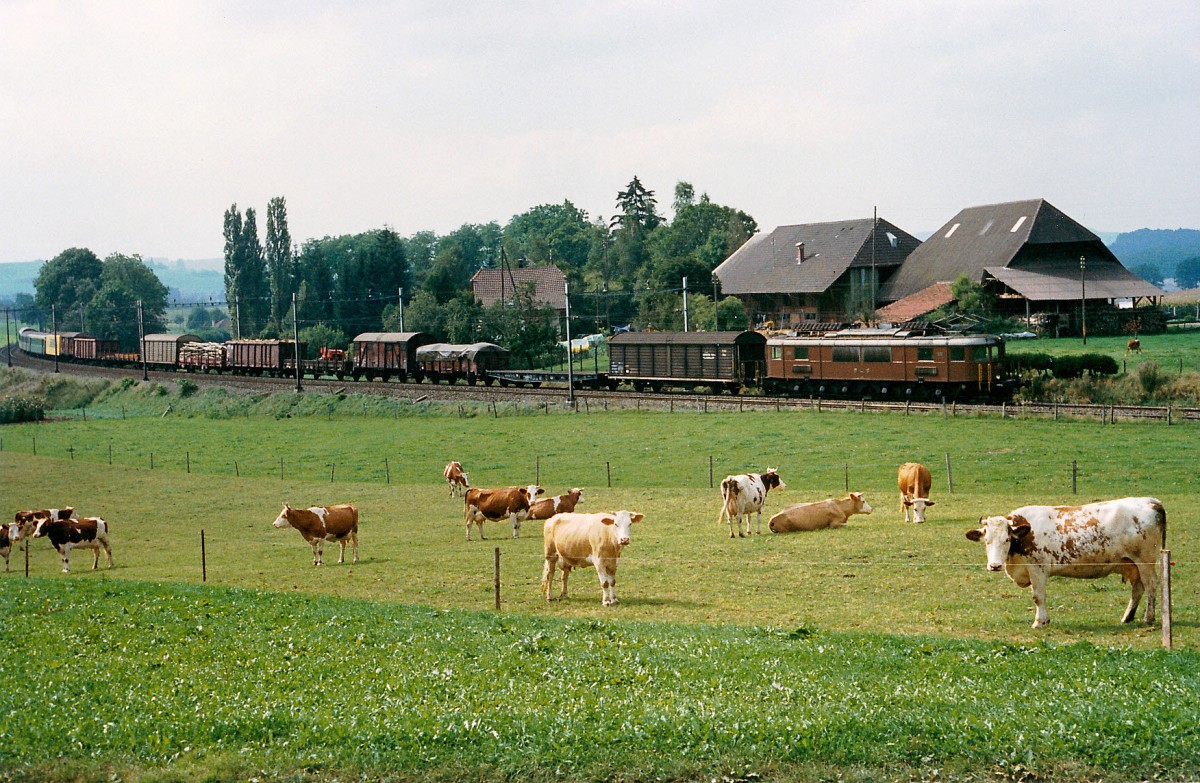 BLS: Güterzugsleistungen auf der SBB-Strecke Bern-Freiburg mit der BLS Ae 6/8 aus dem Jahre 1939 gehörten im Jahre 1985 zum Alltagsbild. Diese Aufnahme des gemischten Güterzuges entstand zwischen Freiburg und Düdingen während der Fahrt nach Bern. Die Kühe schenkten ihre Aufmerksamkeit dem damals noch jungen Bahnfotografen und nicht der historischen BLS Lok.
Foto: Walter Ruetsch  