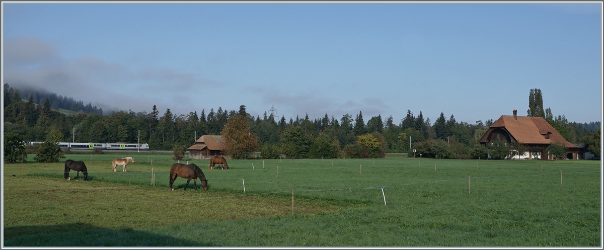 Emmental - eine wunderschöne Hügellandschaft mit herrlichen Bauernhäusern; und so ist Idee, diese Bauernhäuser in der schöne Landschaft mit der Bahn in Verbindung zu bringen, ein Unterfangen, dass gar nicht so einfach ist...
Ein BLS RBDe 565 Pendelzug ist zwischen Ramsei und Burgdorf unterwegs und versteckt sich hinter Bäumen und Büschen, während in der Ferne ein herrliches Bauerhaus das eigentliche Motiv des Bildes ist.

30. Sept. 2020