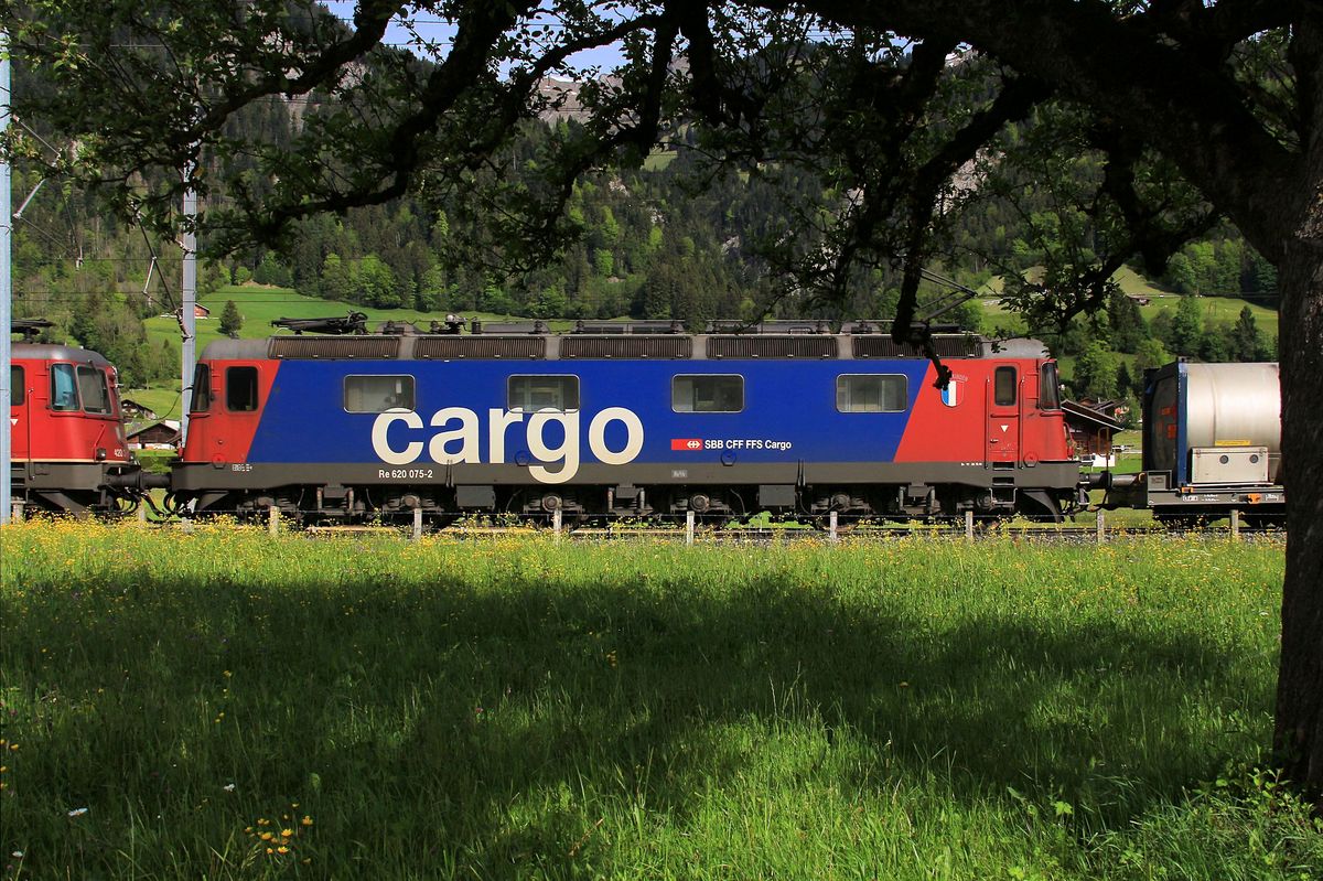 Güterverkehr auf der Lötschberg-Achse: Die Re6/6 620 075 unter alten Bäumen. 23.Mai 2017. 