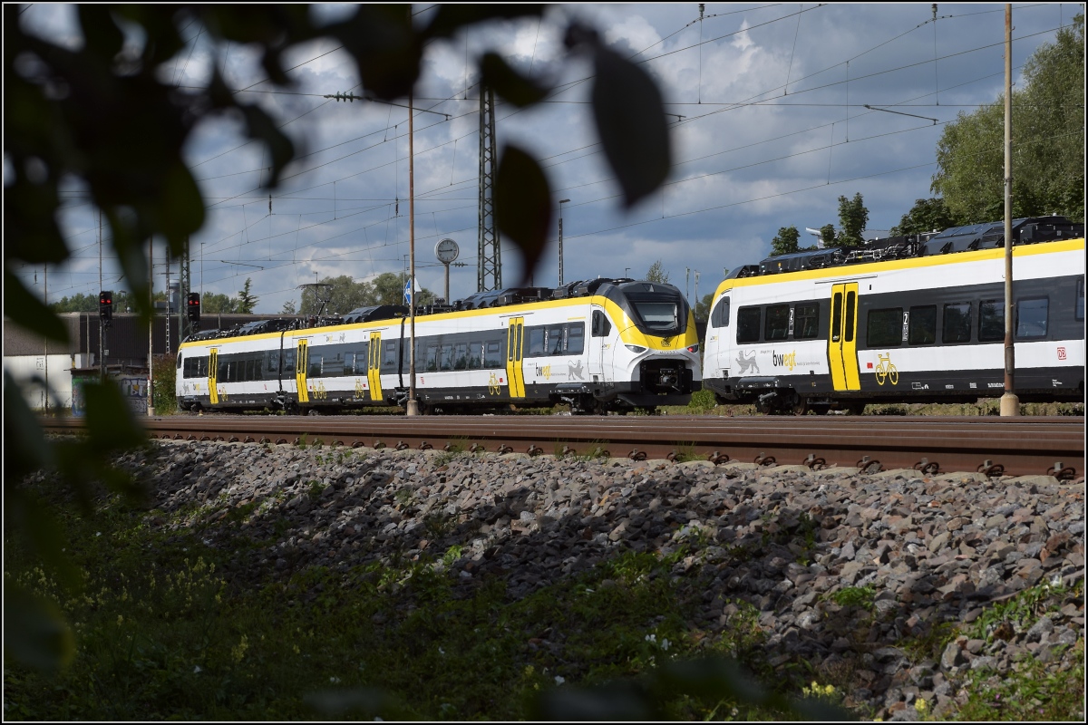 Karpfenzucht in Radolfzell. 463 015 als letzter Zug im Güterbahnhof. August 2020.