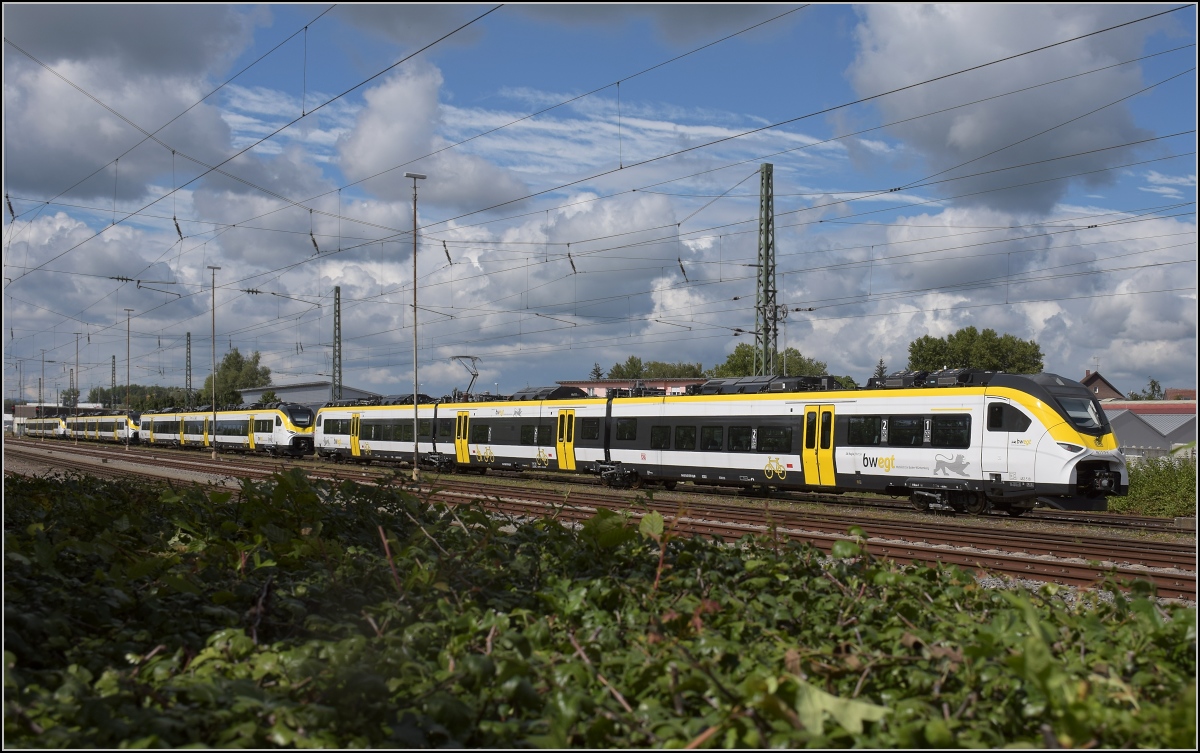 Karpfenzucht in Radolfzell. 463 019 im Güterbahnhof, dahinter 463 017, 014, 015. August 2020.