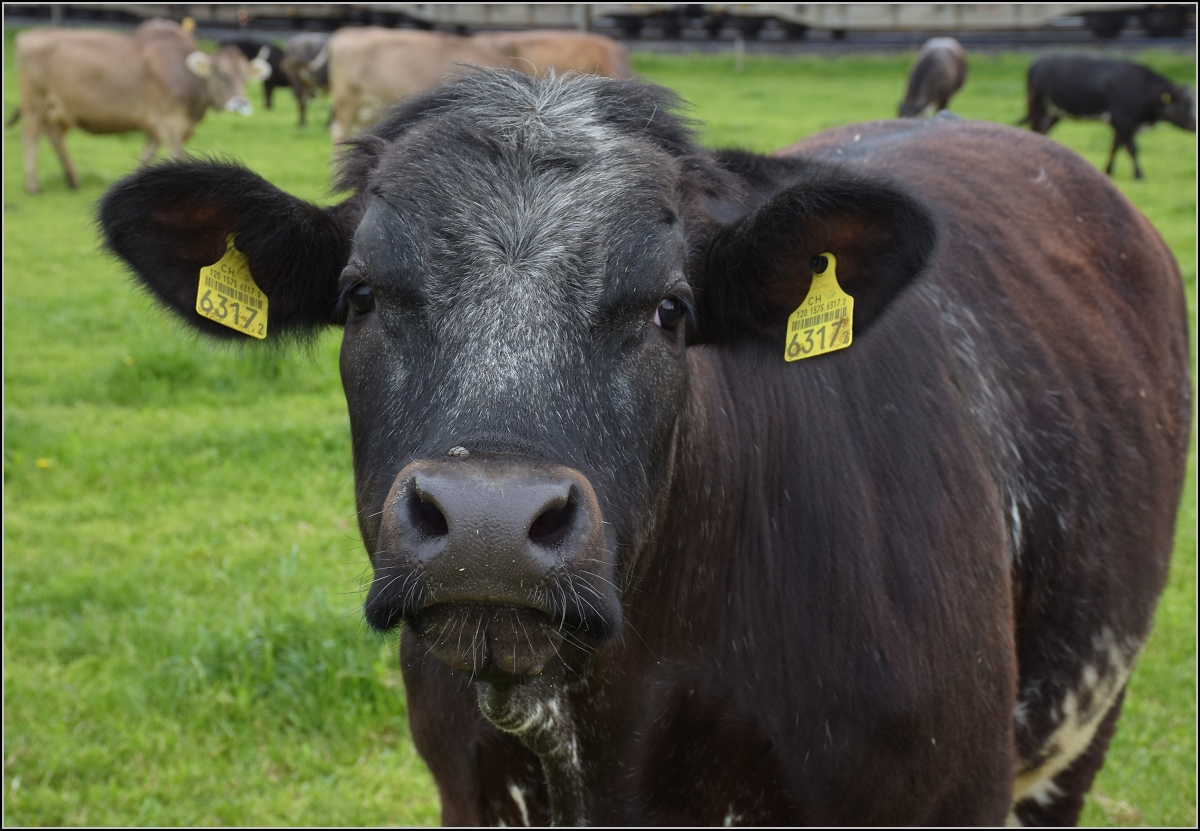 Photobombing (10).

Eigentlich wollte ich nur die Vorbeifahrt von 193 478 'Gotthardo' mit Güterzug vor friedlich wiehernden... pardon friedlich grasenden Kühen fotografieren, aber mein Freund, der RABen-jäger und RABen-Aufgleiser sah das etwas anders...

Reusshöfe, April 2022