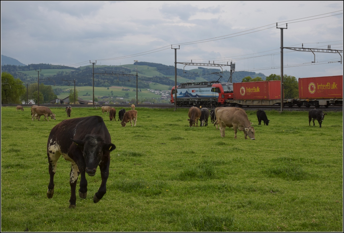Photobombing (3).

Eigentlich wollte ich nur die Vorbeifahrt von 193 478 'Gotthardo' mit Güterzug vor friedlich wiehernden... pardon friedlich grasenden Kühen fotografieren, aber...

Reusshöfe, April 2022